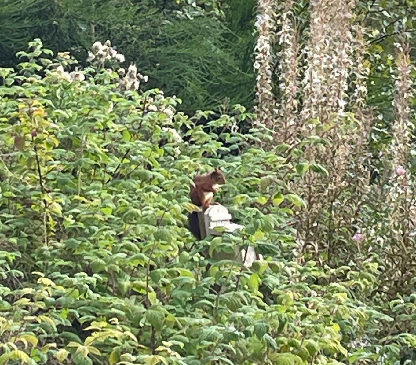 Red Squirrel Pod With Hot Tub Villa Оубън Екстериор снимка